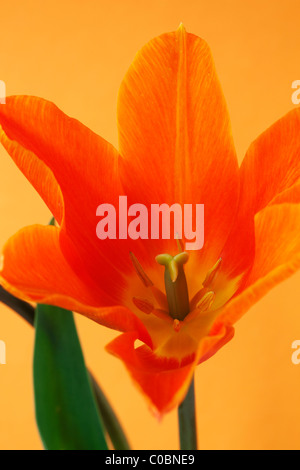 Tulipa 'Ballerina' AGM Tulip Lily blühenden Gruppe April Stockfoto