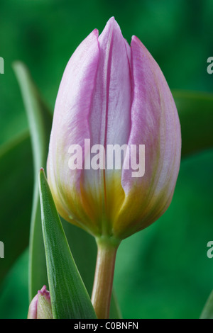 Tulipa Inselbogens (Bakeri Group) 'Lilac Wonder' Tulip Diverses April Stockfoto