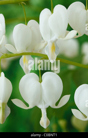 Lamprocapnos spectabilis SYN Dicentra spectabilis 'Alba' AGM blutendes Herz, Leistenblume April Stockfoto