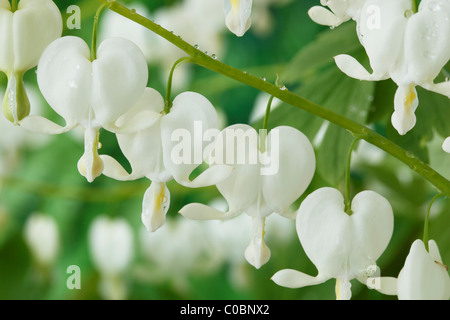 Lamprocapnos spectabilis SYN Dicentra spectabilis 'Alba' AGM blutendes Herz, Leistenblume April Stockfoto