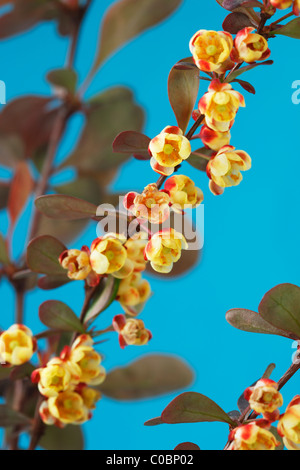 Berberis Thunbergii F. Atropurpurea "Harlekin" Berberitze kleine Frühlingsblumen auf Stamm von Bush. April Stockfoto