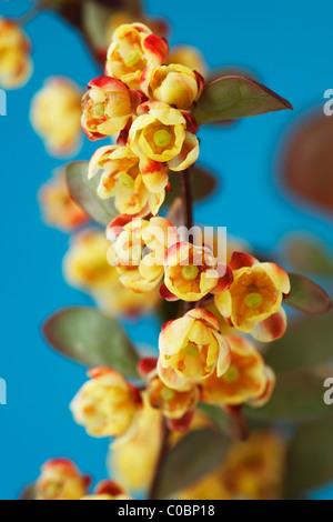 Berberis Thunbergii F. Atropurpurea "Harlekin" Berberitze kleine Frühlingsblumen auf Stamm von Bush. April Stockfoto