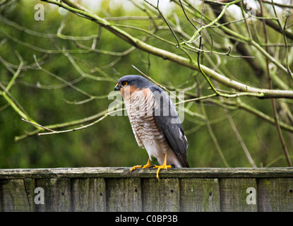 Männliche Sperber auf der Suche nach Beute auf hölzernen Zaun in einem Garten in Alsager England Cheshire Vereinigtes Königreich Großbritannien Stockfoto