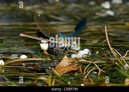 Männliche und weibliche gebändert dunklen geflügelten Prachtlibelle Calopteryx Splendens xanthostoma Stockfoto