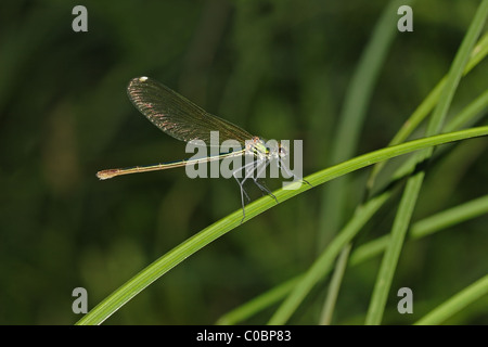 Weibliche gebändert Prachtlibelle Calopteryx splendens Stockfoto