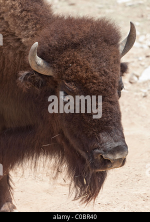 Bison Kopf USA Stockfoto