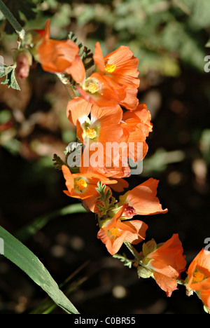 Scharlachrote Globe Mallow Blumen in voller Blüte in Sedona Arizona USA Amerika USA Stockfoto