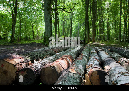 Birke Baumstämmen gestapelt liegen einzeln in alten Laubwald im Sommer Stockfoto