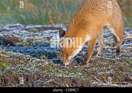 Rotfuchs vorne Seitenansicht auf einem Frosttag schnüffeln am Boden. Stockfoto