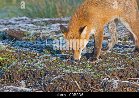 Rotfuchs vorne Seitenansicht auf einem Frosttag schnüffeln am Boden. Stockfoto