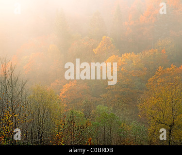 Leichte Herbst im Gwydyr Wald. Snowdonia-Nationalpark. Wales. Stockfoto