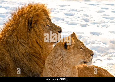 Männliche und weibliche Löwen liegen im Schnee Stockfoto