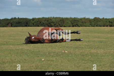 Ein New Forest Pony frolics auf Gemeindeland in Beaulieu, New Forest, Hampshire, England, Vereinigtes Königreich. Stockfoto