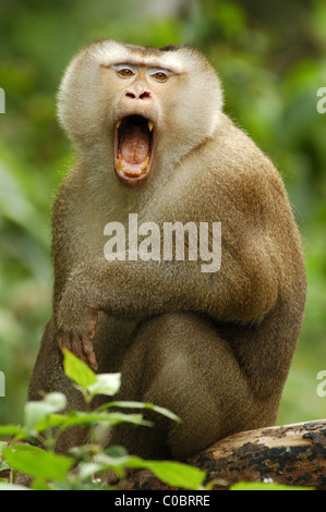 Männliche Schweine-tailed Makaken (Macaca nemestrina) droht eine Rivalin im Khao Yai Nationalpark, Thailand. Stockfoto