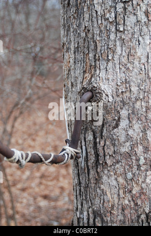 Schrauben im Schritt, wurde ein Teil des Baumes im Laufe der Zeit. Stockfoto