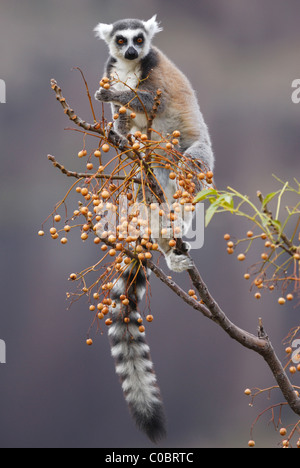 Katta ernähren sich von Obst im Naturschutzgebiet Anja, Zentralmadagaskar Stockfoto