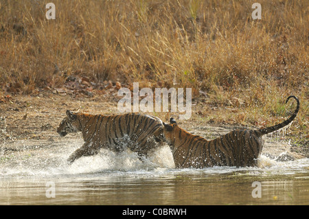 Zwei 2-Year-Old Royal Bengal Tiger spielen im Bergbach an einem Sommernachmittag in Bandhavgarh Tiger Reserve, Indien Stockfoto