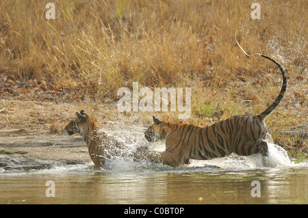 Zwei 2-Year-Old Royal Bengal Tiger spielen-Ighting im Bergbach im Bandhavgarh Tiger Reserve, Indien Stockfoto