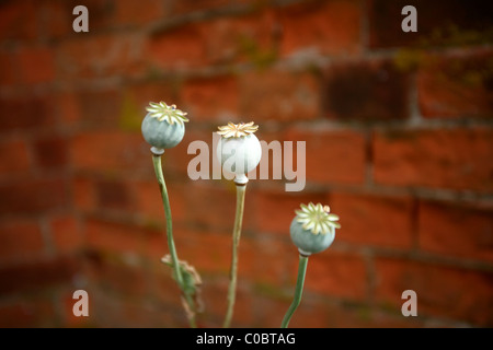 Mohn-Köpfe gegen einen roten Backsteinmauer Stockfoto