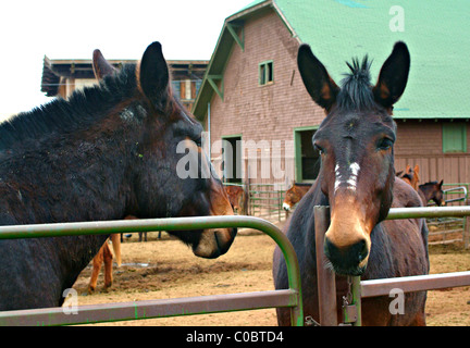 Maultiere entspannend im Grand Canyon Village in Grand Canyon Nationalpark Arizona USA Amerika USA Stockfoto