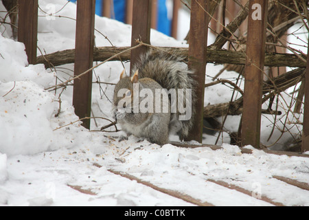 Östliche graue Eichhörnchen auf Deck im winter Stockfoto