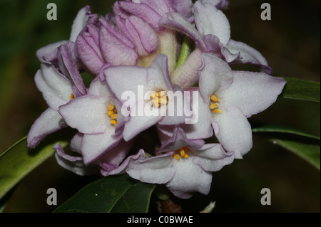 Daphne Bholua 'Jacqueline Postill' Stockfoto