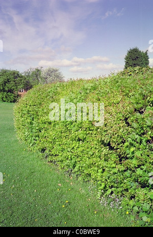 Crataegus monogyna Hecke