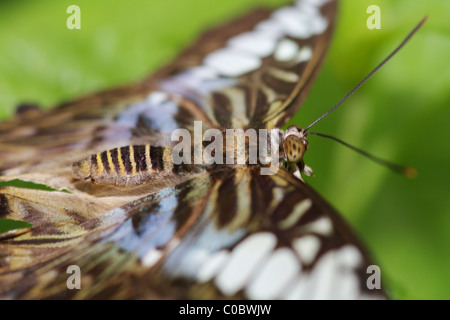 Parthenos Sylvia Lilacinus Butterfly Südasien Butterfly Südamerika Stockfoto