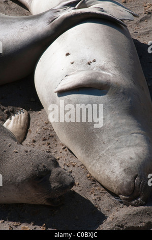 Eine Gruppe von See-Elefanten liegen am Strand von Piedras Blancas, Kalifornien, USA Stockfoto
