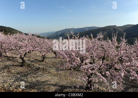 terrassenförmig angelegten Mandel Obstgarten mit Blüte, in der Nähe von Benimaurell, Vall de Laguart, Provinz Alicante, Valencia, Spanien Stockfoto