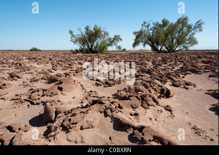Pampa del Tamarugal, Plateau, Norte Grande, Chile, von Prosopis Tamarugo Bäumen benannt. Stockfoto