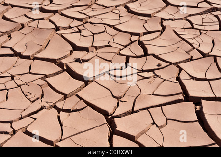 Getrockneten Schlamm in der Pampa del Tamarugal, Plateau, Norte Grande, Chile, von Prosopis Tamarugo Bäumen benannt. Stockfoto