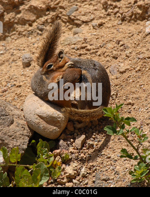 Erdhörnchen Ringen. Stockfoto