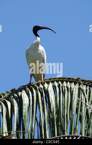 Ein Ibis (Threskiornis Molukken) sitzen hoch in einen Palm Tree, Royal Botanic Gardens, Sydney, Australien Stockfoto