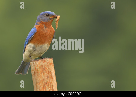 Eine männliche östlichen Bluebird thront mit einer Raupe in New York. Stockfoto