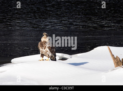 Unreife amerikanische Weißkopfseeadler Haliaeetus Leucocephalus. Auf dem Schnee neben einem Fluss. Stockfoto