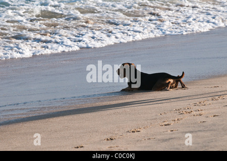 Peso der Hund am Strand von Distilideros, Baja California Sur, Mexiko Stockfoto