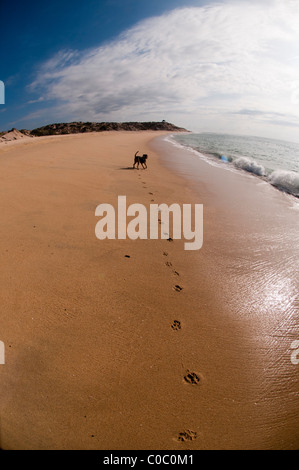 Peso der Hund am Strand von Distilideros, Baja California Sur, Mexiko Stockfoto