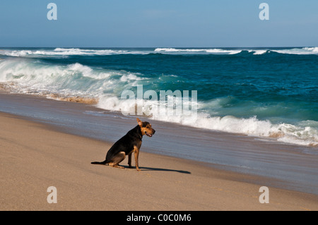 Peso der Hund am Strand von Distilideros, Baja California Sur, Mexiko Stockfoto