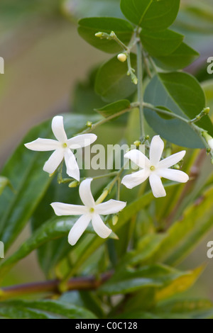 Azoren-Jasmin-Pflanze in voller Blüte Stockfoto