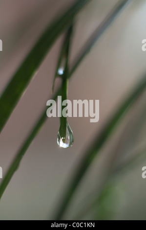 Tropfen Wasser auf der Spitze eines Blattes Stockfoto