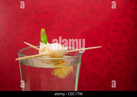 Tulpe Birne im Wasser, ein Kind wissenschaftliches Projekt Stockfoto