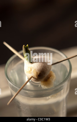 Tulpe Birne im Wasser, ein Kind wissenschaftliches Projekt Stockfoto