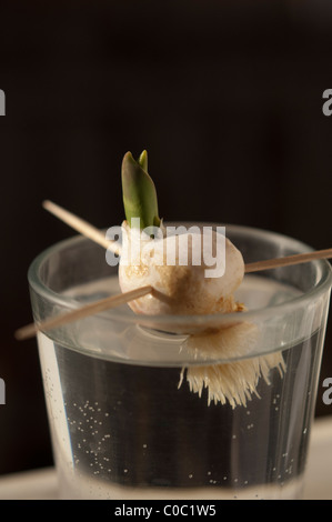 Tulpe Birne im Wasser, ein Kind wissenschaftliches Projekt Stockfoto