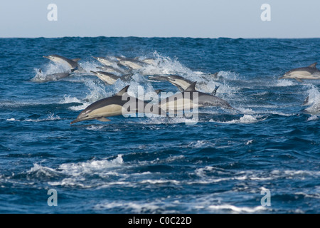 Gemeinen Delphin, Delphinus Capensis, mit Geschwindigkeit, springen. Sardine run, Südafrika Stockfoto