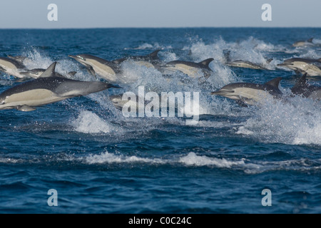 Gemeinen Delphin, Delphinus Capensis, mit Geschwindigkeit, springen. Sardine run, Südafrika Stockfoto