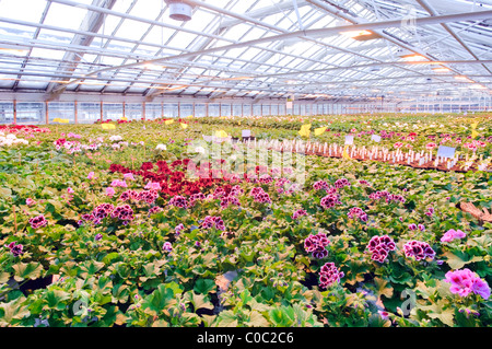 Gewächshaus mit bunten Geranien Pflanzen. Stockfoto