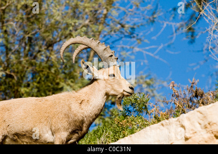 Eine schöne Steinbock (Bergziege) in Ein Avdat Nationalpark, Israel. Stockfoto