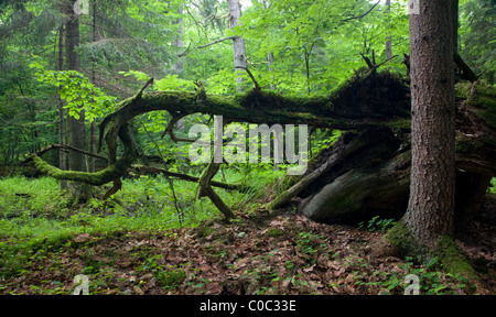 Gebrochene Baumwurzeln teilweise gegen frische grüne Laub Stand gesunken Stockfoto