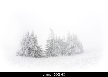 Ein Wäldchen von Fichten (Picea Abies) Schnee bedeckten (Frankreich). Groupe d'Épicéas Communs (Picea Abies) Recouverts de Neige. Stockfoto